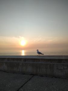 a bird standing on a wall near the ocean at Chez Anne in Fécamp +2 photos