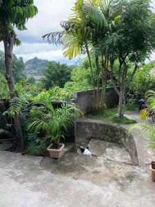 a cat laying on the ground in a garden at Jaga's Hill homestay in Kandy