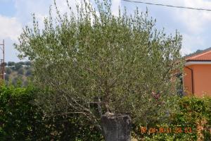 Foto dalla galleria di Oasi Peppa ad Ascea