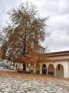a large tree in front of a building at Village House Grevena in Grevena