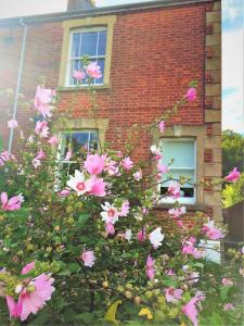 une brousse de fleurs roses devant un bâtiment en briques dans l'établissement Bridport Garden Suite, à Bridport