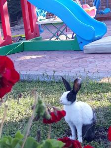 Ospiti di Drini Hotel con animali domestici