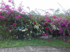 Un jardín fuera de chez Manu