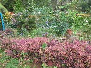 Un jardín fuera de chez Manu
