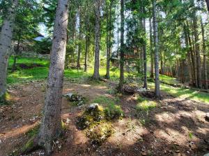 ヴラシチにあるVikendica PAMの木々や土や草が生い茂った森林地帯 +4枚の写真