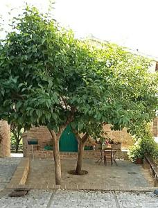 two trees in a courtyard with a table and chairs at Casetta Nonna Augusta (Spello 9 km-Assisi 12 km) in Spello