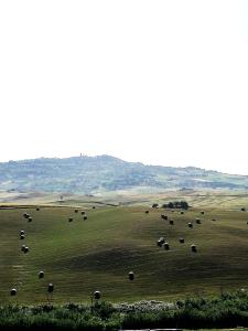 una manada de animales que pastan en un campo en Agriturismo La Spiga en Montecatini Val di Cecina