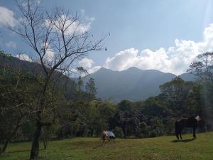 dois cavalos a pastar num campo com montanhas ao fundo em Fazenda Tapinuã em Silva Jardim