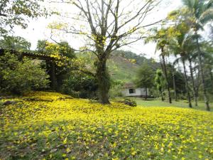 um campo de flores amarelas em frente a uma casa em Fazenda Tapinuã em Silva Jardim