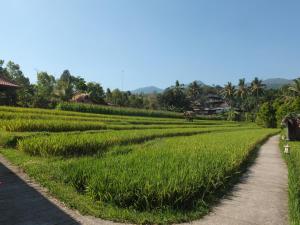 um campo de arroz na berma de uma estrada em Uma Nirmala Aling-Aling em Singaraja