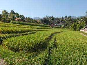 Uma Nirmala Aling-Aling في سينغاراجا: حقل من العشب الأخضر مع بيوت في الخلفية