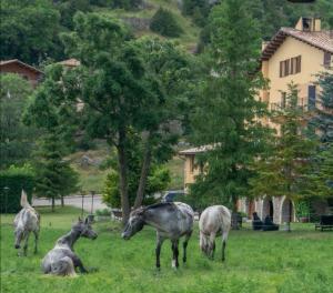 um grupo de animais que pastam na relva num campo em Hostal Cal Franciscó em Gósol