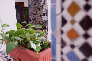 une plante dans un pot rose sur une table dans l'établissement Dar Fama, à Tetouan