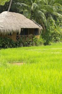 a hut with a straw roof in a field of grass at Huma Terra Lodges in Hikkaduwa