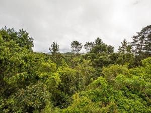 vistas a un bosque con árboles y arbustos en Pousada Recanto São Benedito en Campos do Jordão