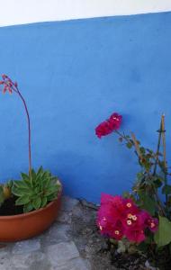 two flowers in pots next to a blue wall at Casinha do Sul in Faro
