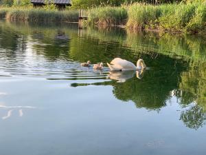 a swan and two ducklings swimming in the water at Seepension Smoley in Villach