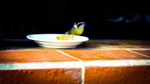 un oiseau debout à côté d'une assiette de nourriture dans l'établissement Pousada Bella Morretes, à Morretes