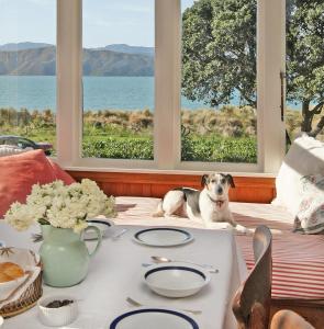 a dog sitting at a table in front of a window at Beachfront Wellington Bed and Breakfast in Wellington