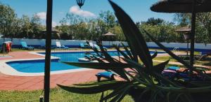 a plant sitting next to a swimming pool at Quinta do Sardanito de Tras in Zambujeira do Mar