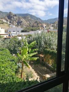 una ventana con vistas a una planta de plátanos en Casa La Terraza en Vallehermoso