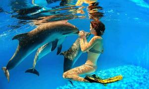 a mermaid kissing a dolphin in the water at Sugar Reef West Coast in Flic-en-Flac