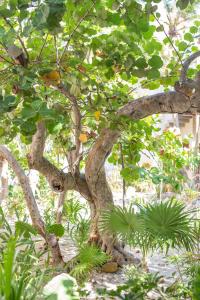 Zahrada ubytování Hotel Ma'xanab Tulum