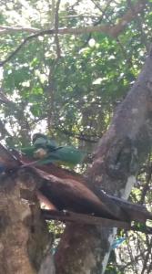 un pavone seduto sopra un albero di Hostel do Tucano a Rio de Janeiro