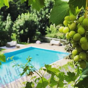a bunch of grapes next to a swimming pool at Landhotel GUT MOSER in Leutschach