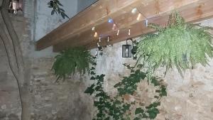 Vonkajšia záhrada v ubytovaní Casa Font