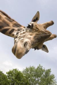 Altri animali domestici presso il lodge o nei dintorni