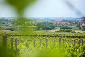 una vista de un viñedo con un montón de uvas en Weingut Schilling en Seinsheim