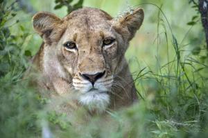 Uma leoa está parada na relva alta em Simbavati River Lodge em Timbavati Game Reserve