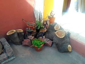 a group of potted plants sitting next to a wall at Shekináh in Villa Cura Brochero