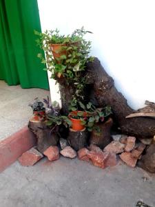 a group of potted plants sitting next to a tree at Shekináh in Villa Cura Brochero