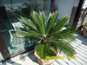 eine Palme in einem Topf vor einer Tür in der Unterkunft A Casa di Mario in Ischia