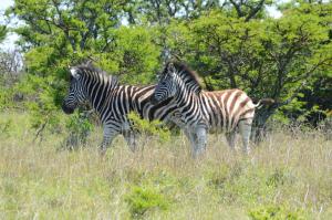 Altri animali domestici presso il lodge o nei dintorni
