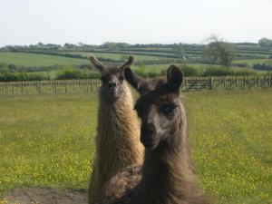 Gallery image of Glyndwr Vineyard in Cowbridge