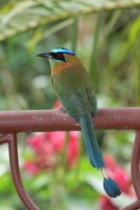 a colorful bird perched on top of a wooden fence at Tacacori EcoLodge in Alajuela