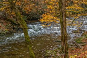 Galeriebild der Unterkunft Fox Hollow in Little Cove