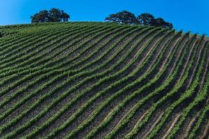 Gallery image of Seaside Strolls in Cayucos