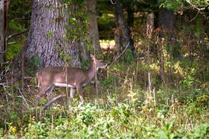 Ảnh trong thư viện ảnh của Misty View Cabin ở Hatchertown +31 ảnh
