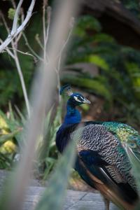 Altri animali domestici presso il lodge o nei dintorni