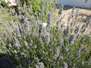Paesaggio naturale nelle vicinanze of country house