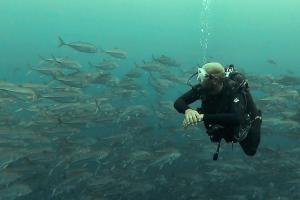 ein Taucher im Wasser mit einer Fischschule in der Unterkunft Punta Brava in Nuquí