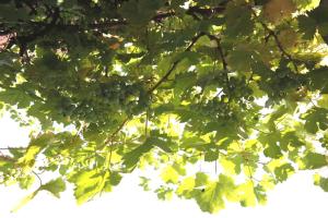 Ein Haufen grüner Trauben hängt an einem Baum in der Unterkunft APPartementWESTiNGhaus in Edemissen