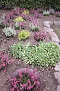 a garden with pink plants and purple flowers at APPartementWESTiNGhaus in Edemissen