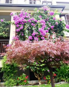 a tree covered in pink flowers in front of a building at Hotel Fioroni in Bellagio