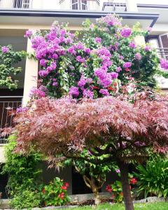 
a garden filled with lots of flowers next to a building at Hotel Fioroni in Bellagio
