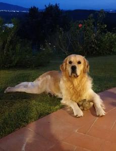 a dog laying on the grass in the yard at Villaspino in Capolona